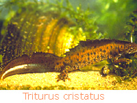 Triton crt (Triturus cristatus)