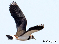Vanneau hupp (Vanellus vanellus (L.))